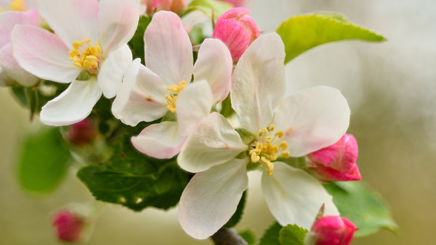 Ein blühender Zweig.