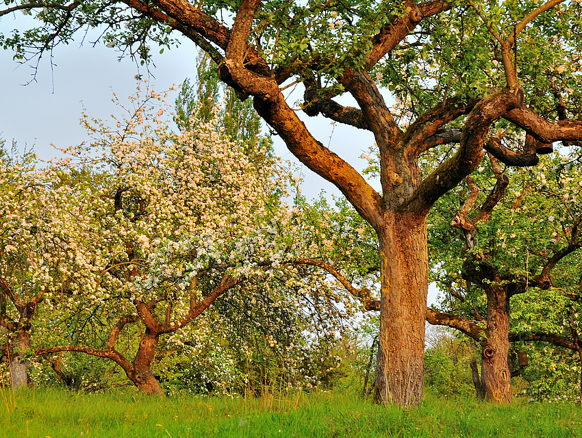 Hell blühende Bäume auf einer Wiese