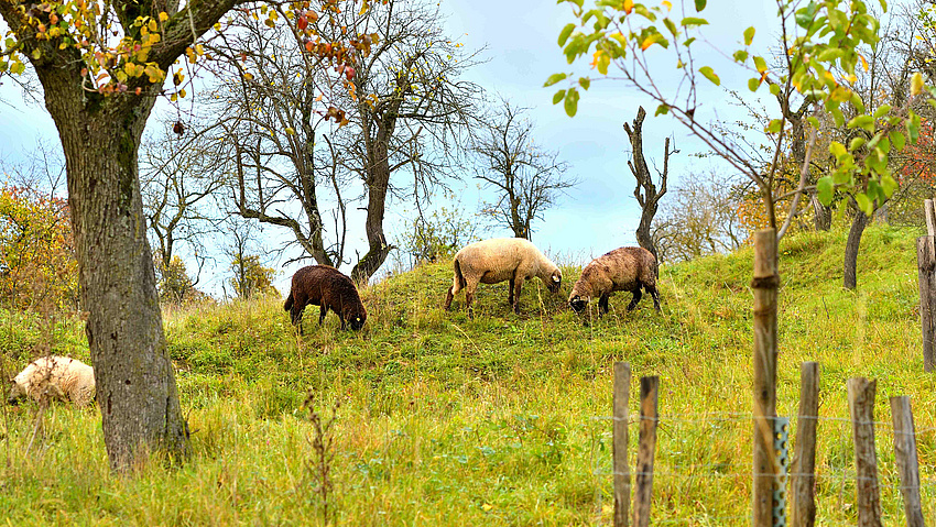 Schade weiden auf einer grünen Wiese.