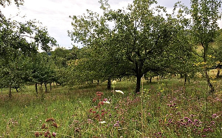 Obstbäume stehen auf einer Wiese in größerem Abstand zueinander.