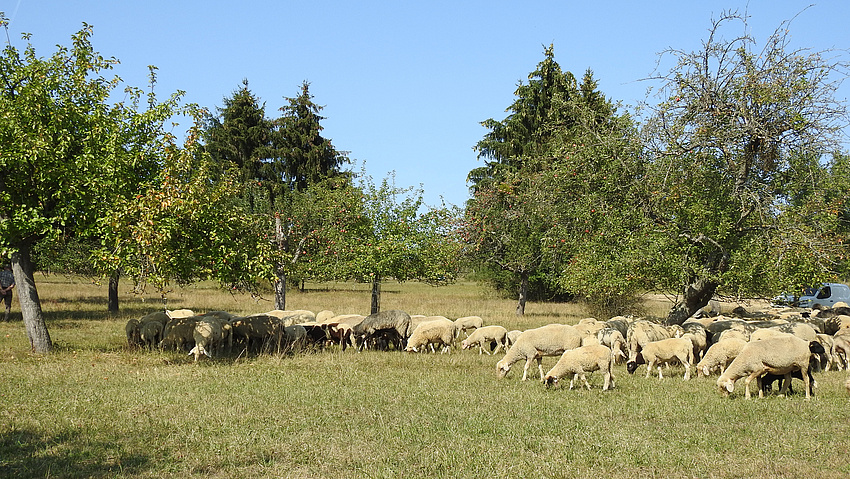 Schafe auf einer Wiese. Im Hintergrund Bäume.
