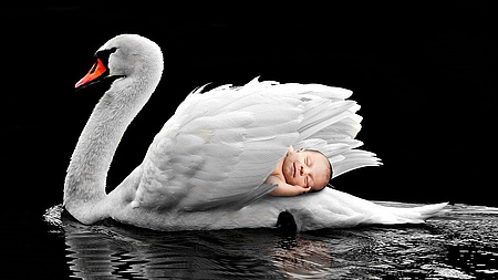 Ein weißer Schwan schwimmt auf dem Wasser. Zwischen seinem Gefieder liegt ein Baby, das die Augen geschlossen hat.