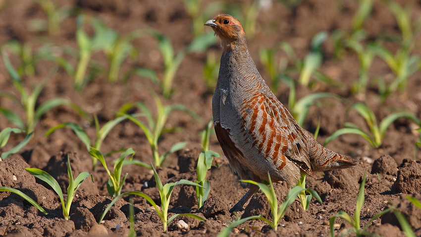 Rebhuhn im Feld.