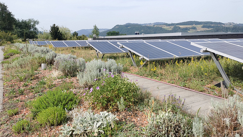 Flachdach mit vielfältiger Dachbegrünung sowie mehreren aufgeständerten Photovoltaikmodulen