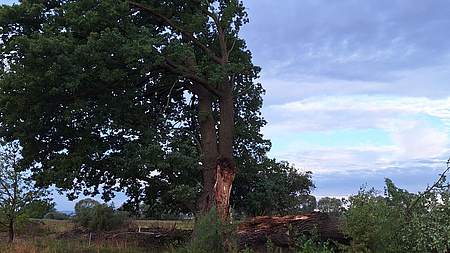 Ein großer, alter Baum vor Abendhimmel.