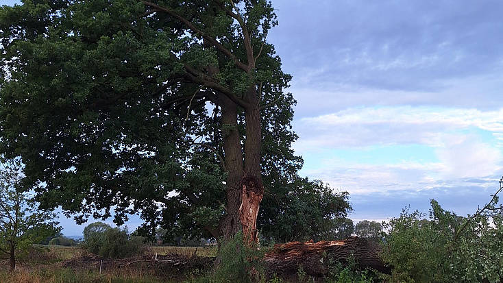 Ein großer, alter Baum vor Abendhimmel.