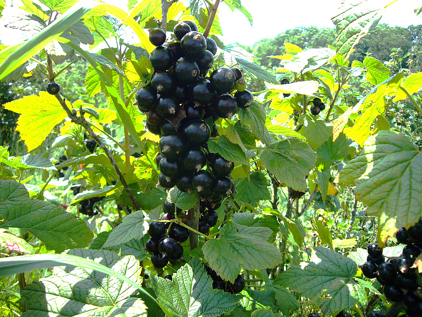 schwarze Johannisbeeren