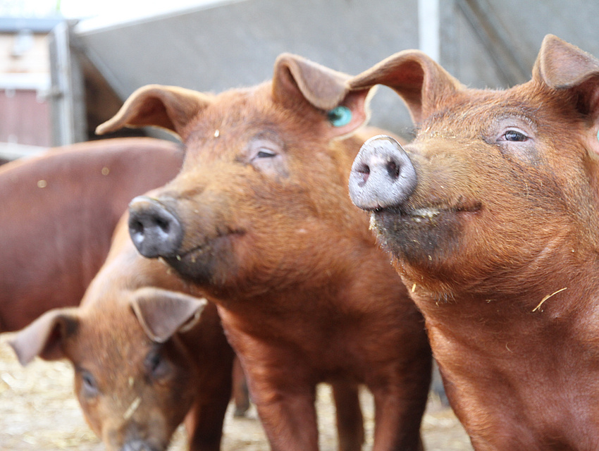 glückliche Schweine