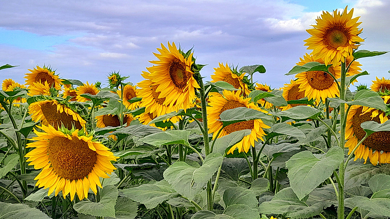 Sonnenblumenfeld