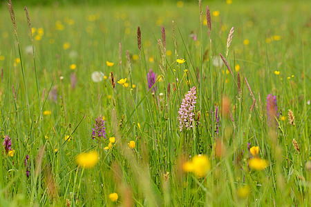 Eine artenreiche Orchideenwiese. Foto: Karl-Hermann Heinz
