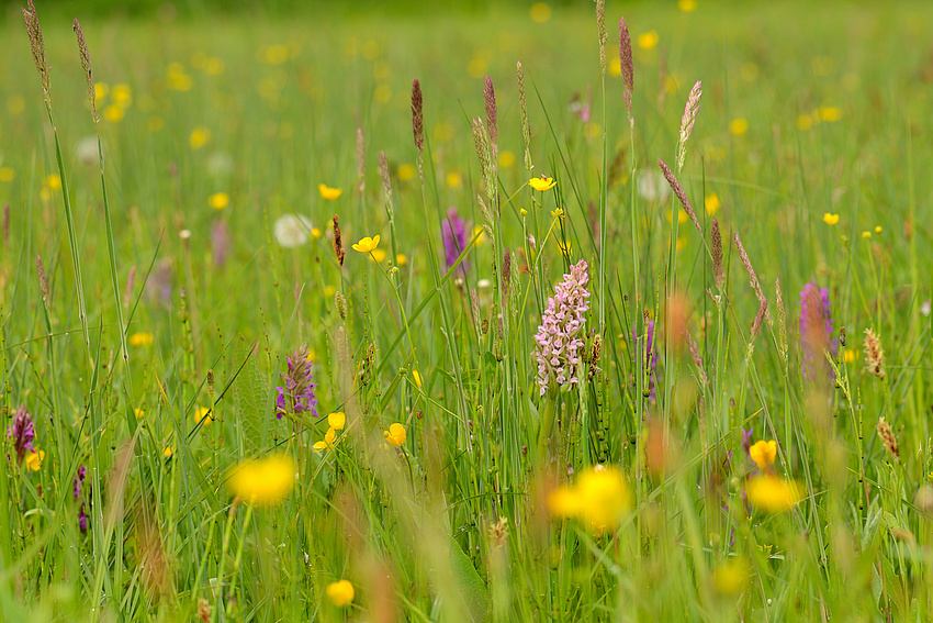 Eine artenreiche Orchideenwiese. Foto: Karl-Hermann Heinz