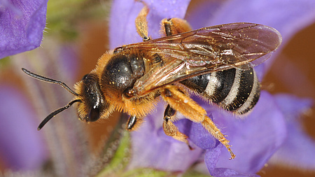 Die Nahaufnahme zeigt eine Wildbiene auf einer lilafarbenen Blüte.