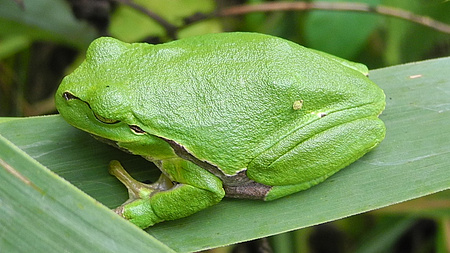 Ein grünfarbener Laubfrosch sitzt auf einem grünfarbenen Blatt.