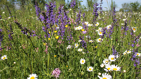 Auf einer Wiese blühen verschiedene Wiesenblumen.