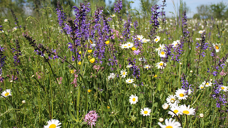 Auf einer Wiese blühen verschiedene Wiesenblumen.