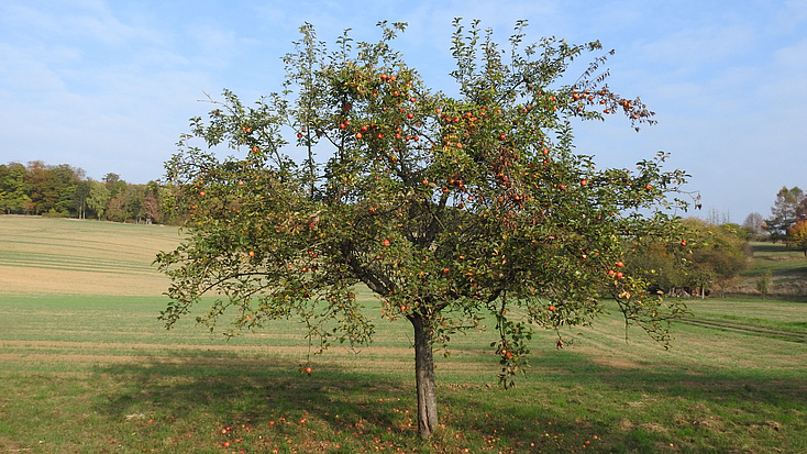Ein Baum auf einer Wiese. An dem Baum hängen Äpfel.