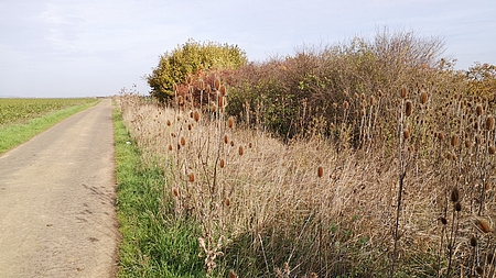 Zu sehen ist eine Straße entlang eines Feldes. Am Feldrand wachsen hochstehende Pflanzen. Hier finden Insekten Schutz.