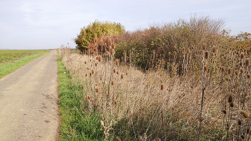 Zu sehen ist eine Straße entlang eines Feldes. Am Feldrand wachsen hochstehende Pflanzen. Hier finden Insekten Schutz.