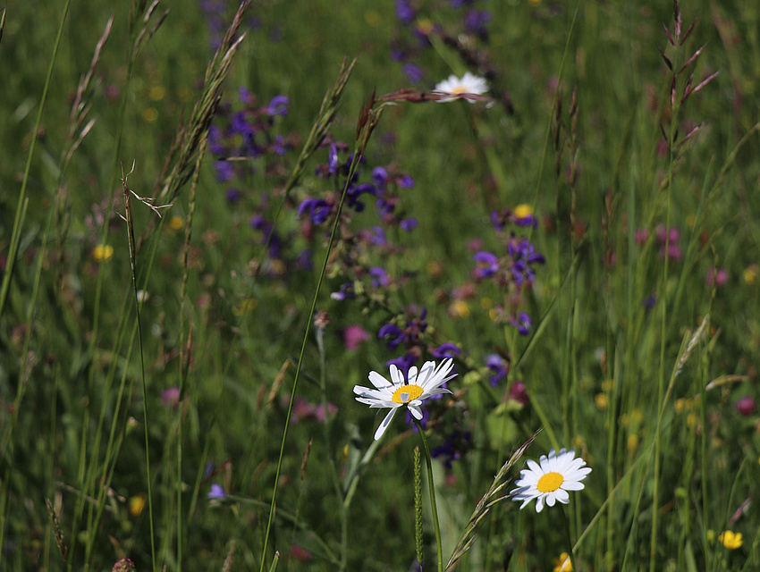 Wiese mit weißen Margeriten