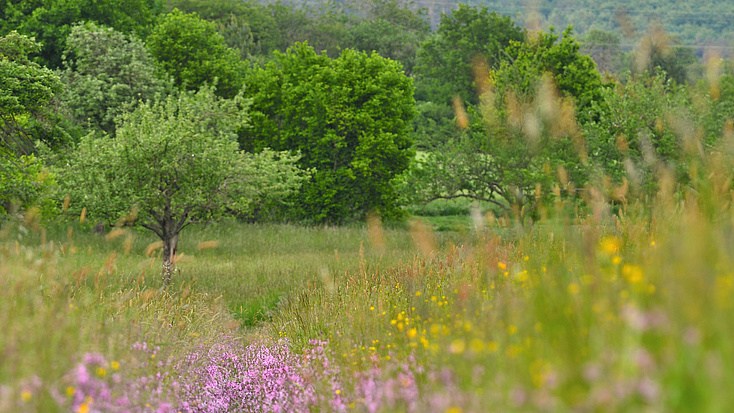 Das Foto zeigt eine Wiesenlandschaft mit vielfältiger Vegetation. Im Hintergrund ist ein Waldrand zu erkennen.