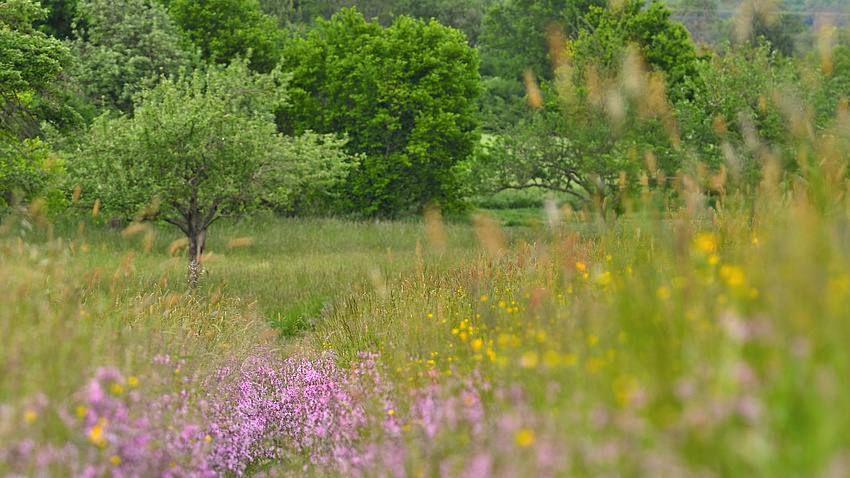 Zu sehen ist eine bunt blühende Wiese mit allerlei Blumen, Kräutern und einem Obstbaum.