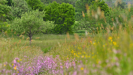 Zu sehen ist eine bunt blühende Wiese mit allerlei Blumen, Kräutern und einem Obstbaum.