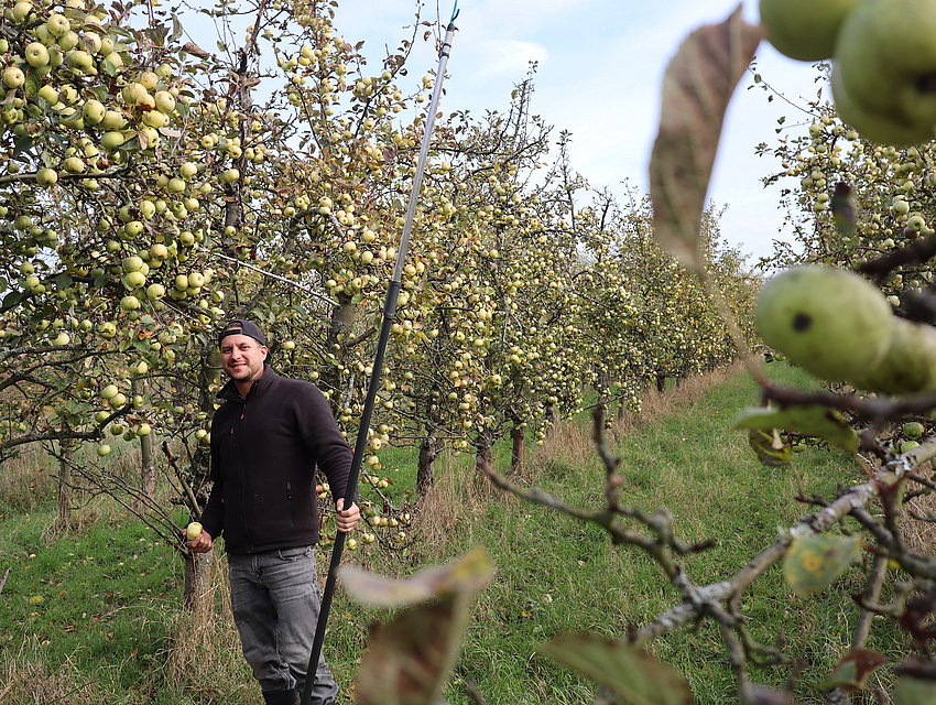 Norman Groh bei der Apfelernte
