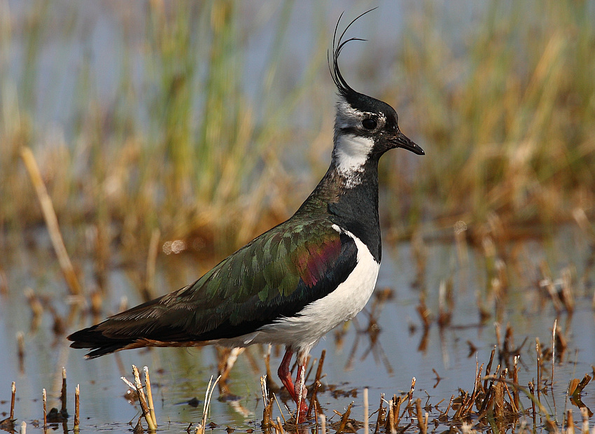 Ein Vogel steht auf einer nassen Wiese.