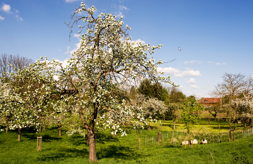 Ein blühender Obstbaum dahinter Landschaft