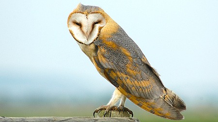 Eine Schleiereule sitzt auf einem Holzzaun.