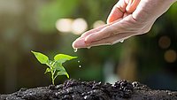 Eine Hand berührt eine Pflanze.