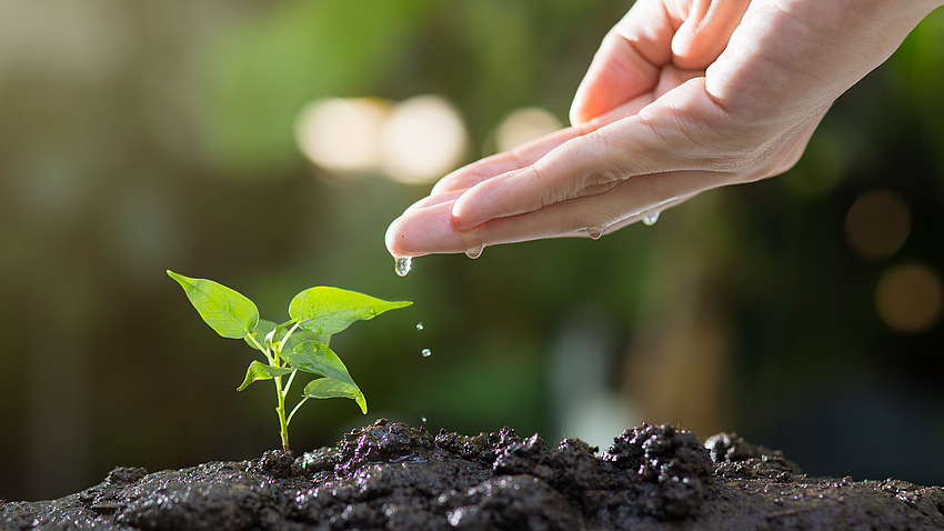 Eine Hand berührt eine Pflanze.