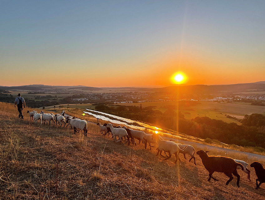 Pierre Schmidt mit seiner Schafherde zum Sonnenaufgang