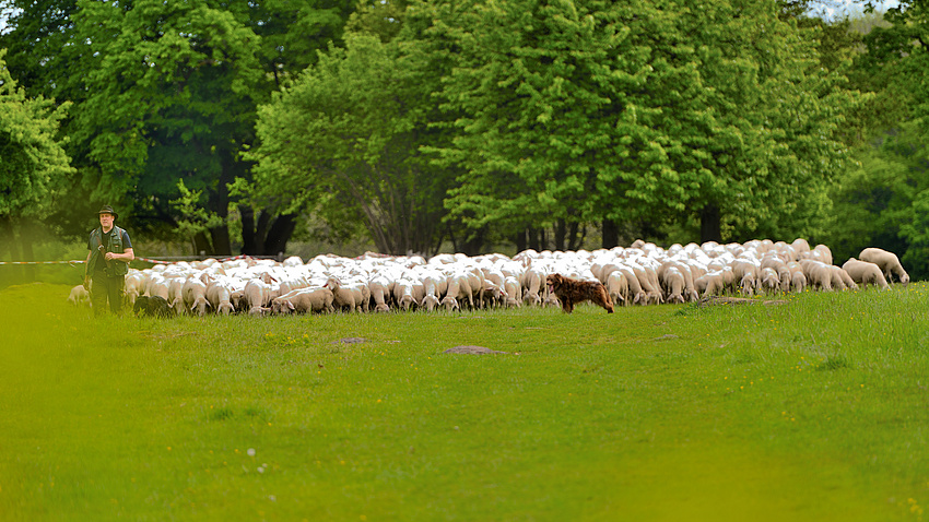 Auf einer sattgrünen Wiese weiden Schafe. Ein Hütehund und ein Schäfer passen auf die Herde auf.