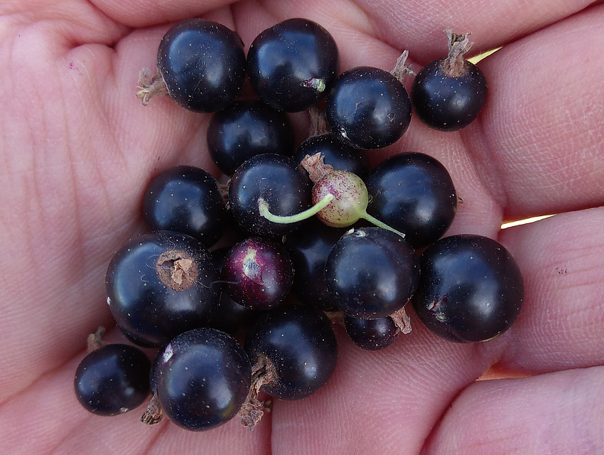 schwarze Bio-Johannisbeeren auf einer Hand, frisch gepflückt