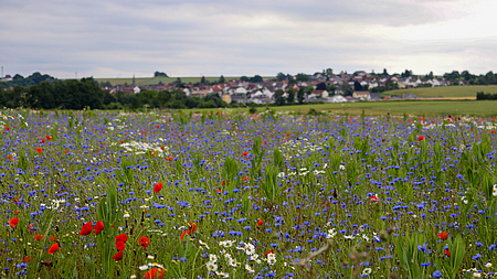 Eine rot und lila blühende Wiese. Im Hintergrund ein kleines Dorf.