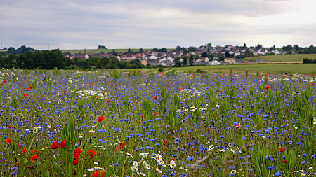 Eine rot und lila blühende Wiese. Im Hintergrund ein kleines Dorf.