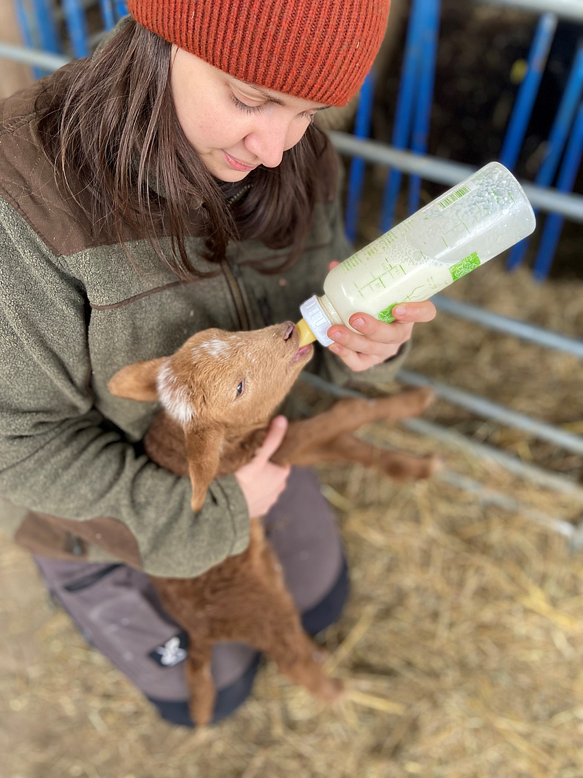 Lämmer, die von der Mutter nicht angenommen wurden, werden mehrmals täglich mit der Flasche gefüttert und so groß gezogen.
