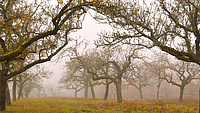 Das Bild zeigt eine Streuobstwiese mit Bäumen im herbstlichen Nebel.