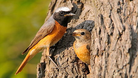 Großaufnahme von zwei Vögeln an einem Baum. Der eine Vogel hält sich an der Rinde fest, der andere schaut aus einer Baumhöhle.