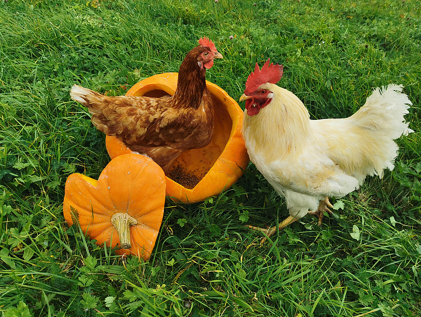 Die Hühner im Hühnermobil haben viel Platz um sich frei zu bewegen!