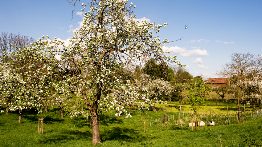 Ein blühender Obstbaum auf einer grünen Wiese vor blauem Himmel.