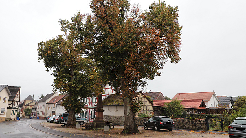 Zwei große Linden mit teils braunen Blättern.