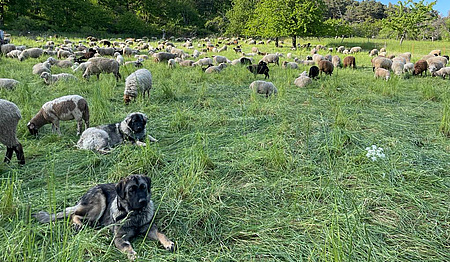 Viele Schafe auf einer Wiese. Im Vordergrund zwei Hunde.