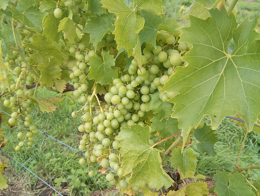 Tafeltrauben