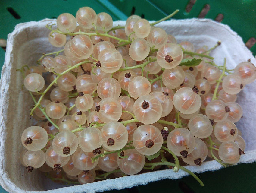weiße Johannisbeeren (Foto: Vogelsberger Obsthof)