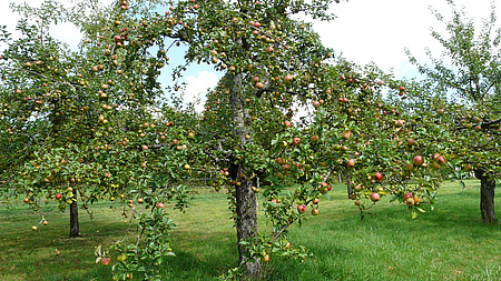 Auf dieser Streuobstwiese hatte der Frost zum Glück keine negativen Auswirkungen auf den Ertrag.