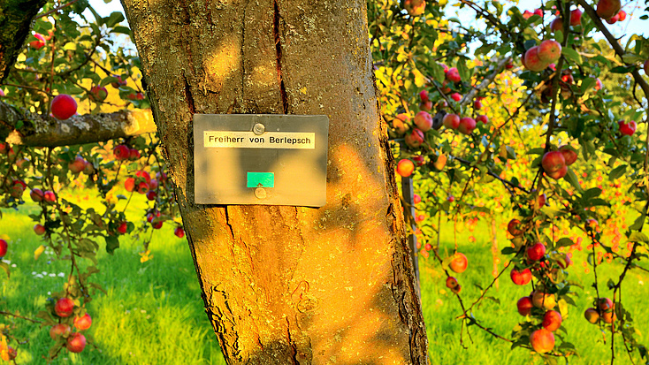 Das Bild zeigt einen sonnenbeschienen Stamm eines Apfelbaums in Nahaufnahme. Der Baum trägt viele rote Äpfel.