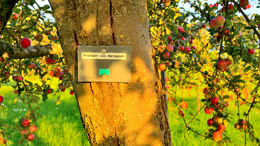 Das Bild zeigt einen sonnenbeschienen Stamm eines Apfelbaums in Nahaufnahme. Der Baum trägt viele rote Äpfel.
