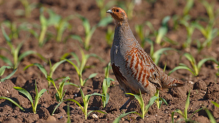 Ein Rebhuhn steht auf einem Acker zwischen frisch ausgetriebenen, jungen Pflanzen.